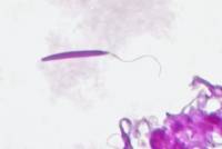 Grenouille - Spermatozoïde isolé x600